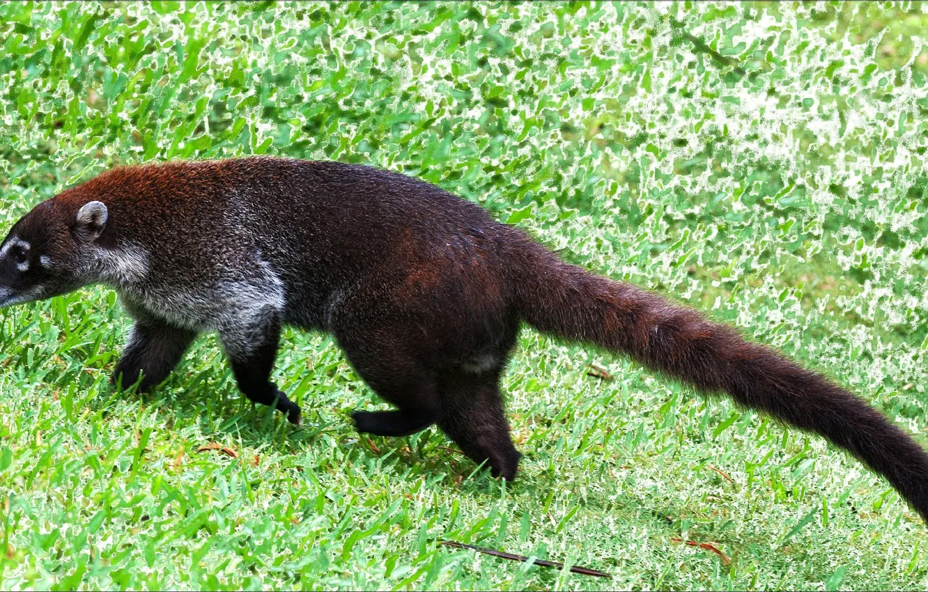 Photo wallpaper animals, Beast, coati