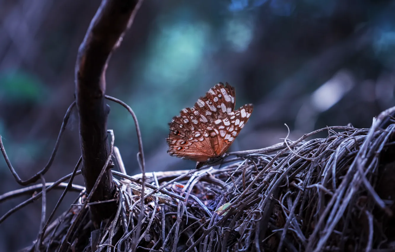 Photo wallpaper forest, nature, tree, Butterfly