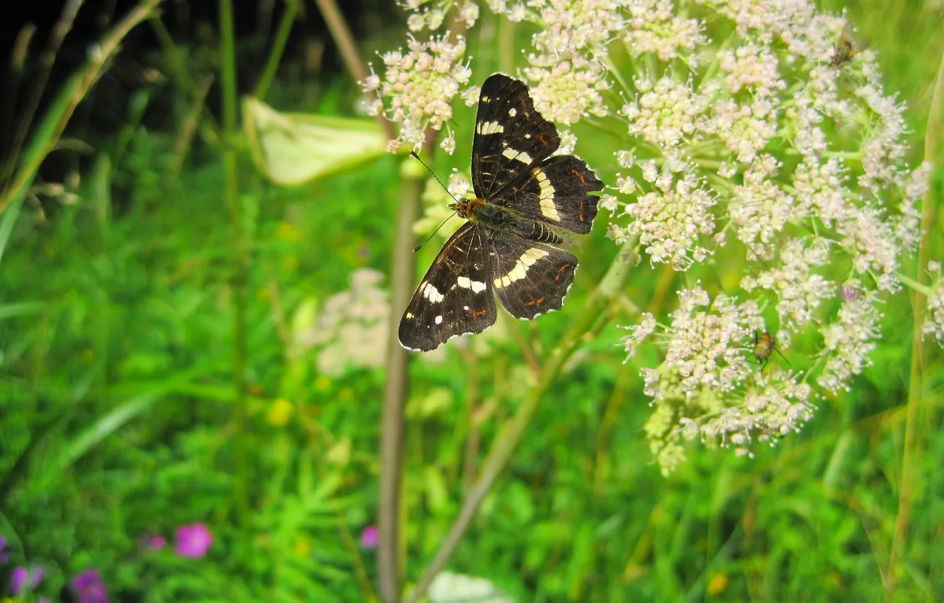 Photo wallpaper flowers, macro, butterfly, wings, beautiful, closeup