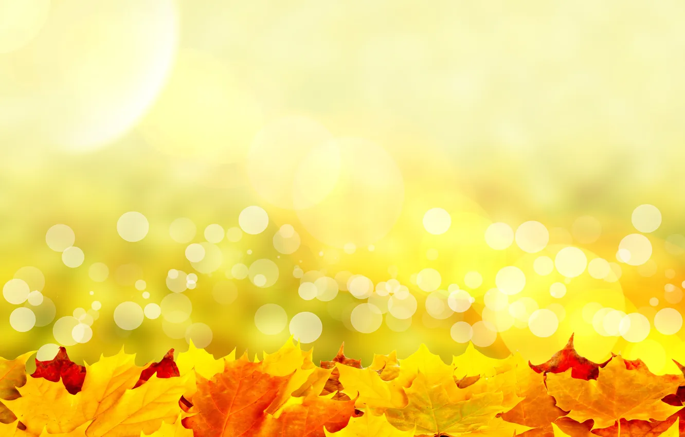 Photo wallpaper leaves, the sun, rays, colorful, autumn, leaves, autumn
