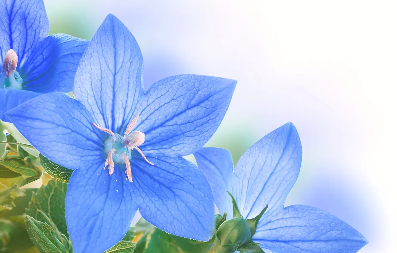 Photo wallpaper flowers, leaves, blue flowers