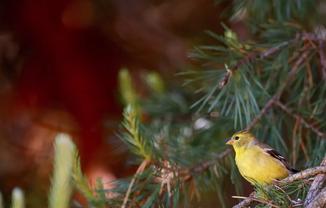 Photo wallpaper branches, bird, pine, goldfinch