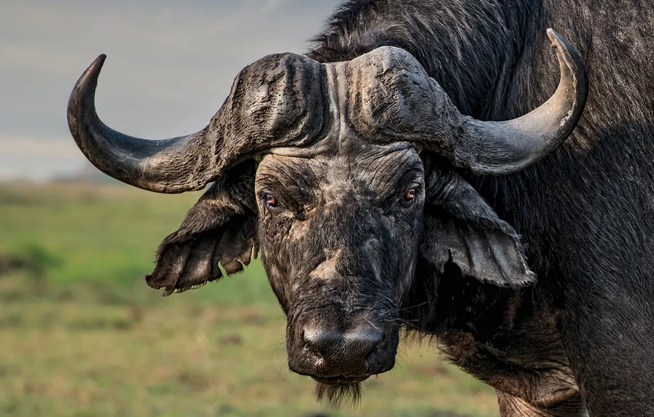 Photo wallpaper look, horns, bull