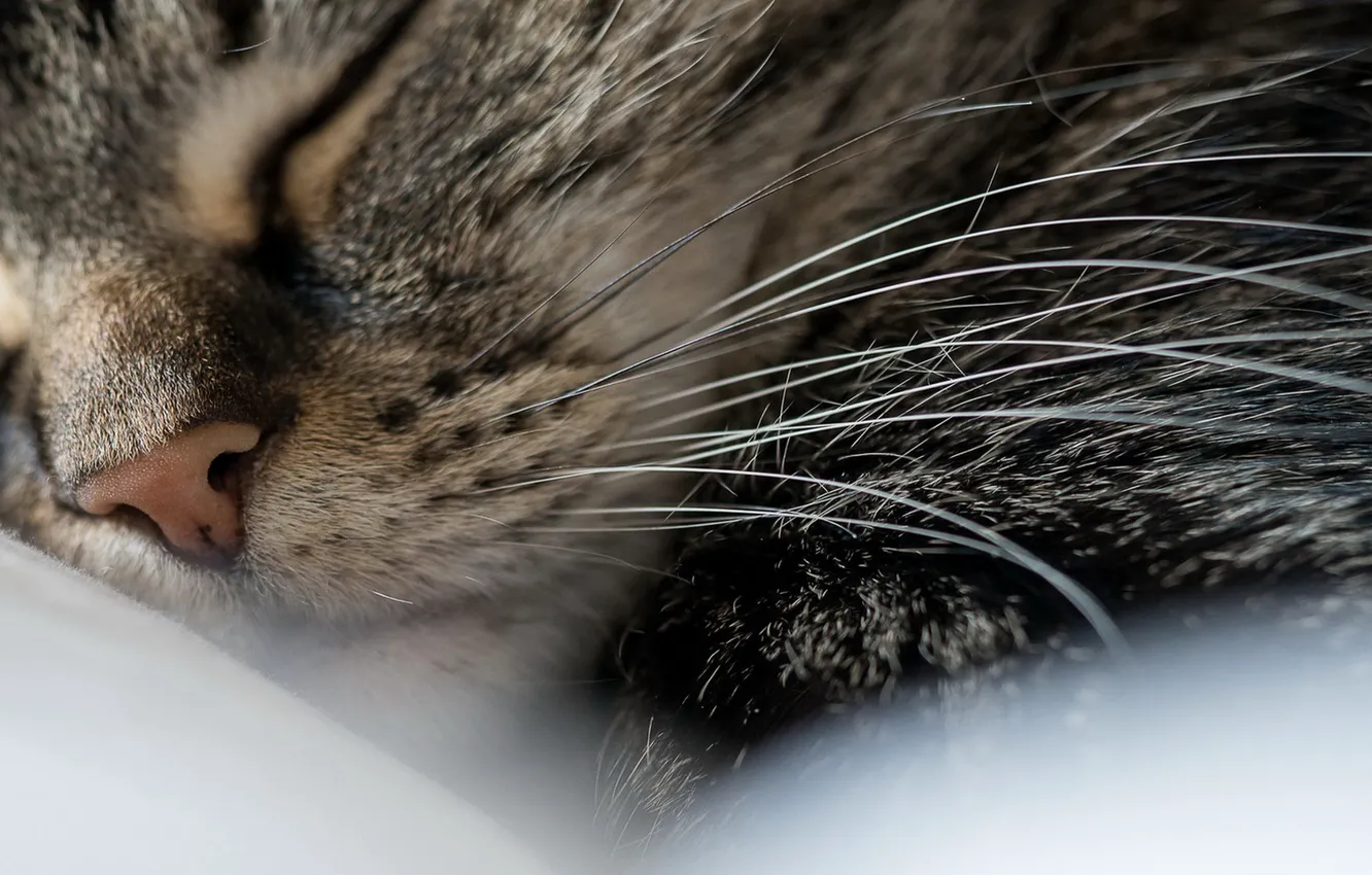 Photo wallpaper cat, macro, sleep, nose