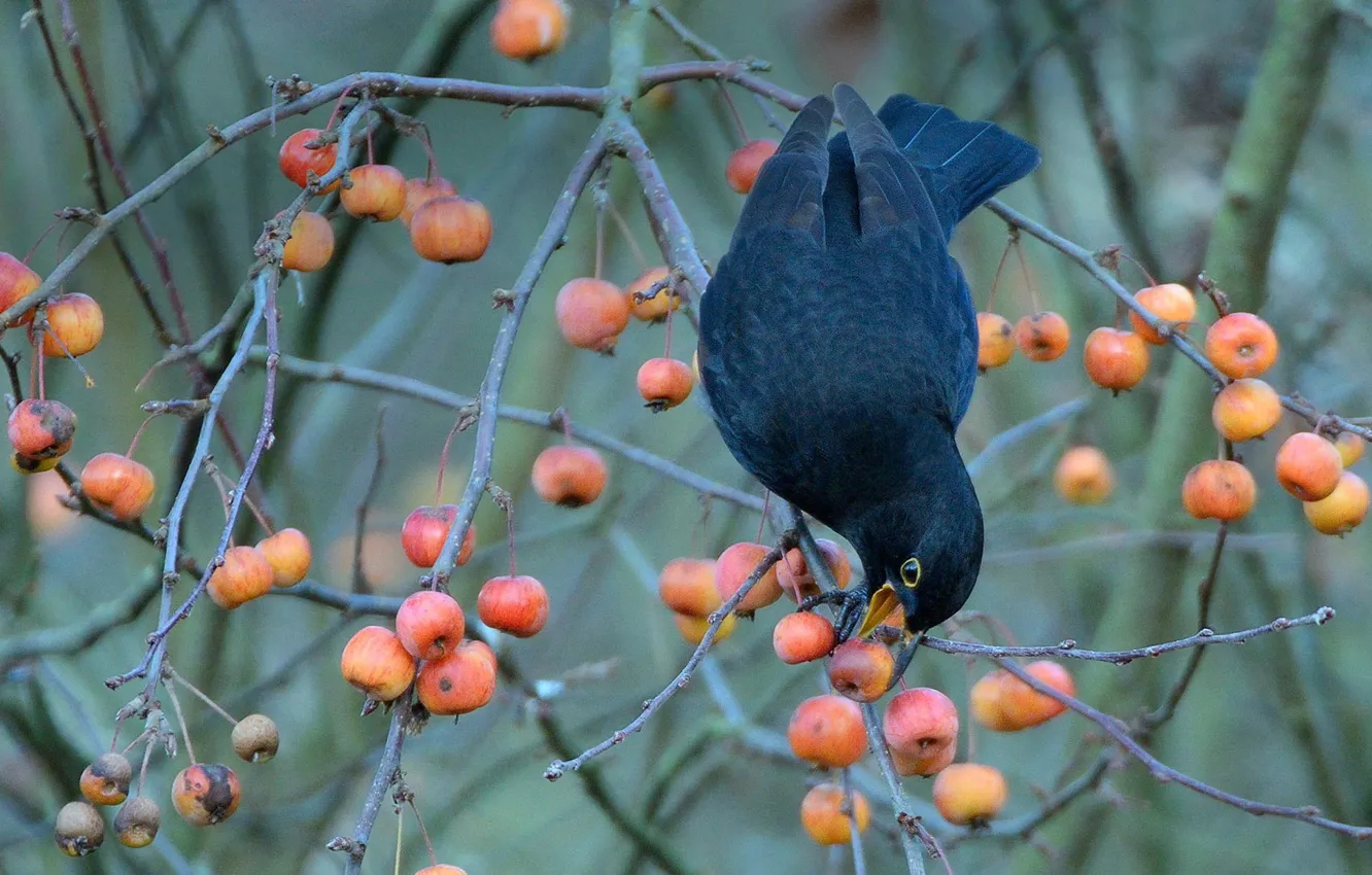 Photo wallpaper berries, bird, Blackbird