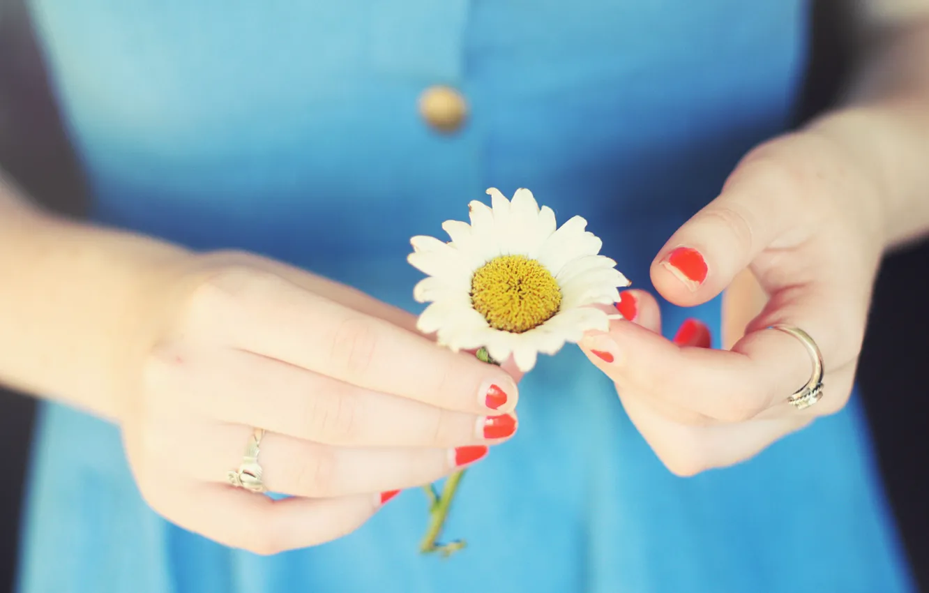 Photo wallpaper girl, flowers, background, Wallpaper, hands, Daisy, flower