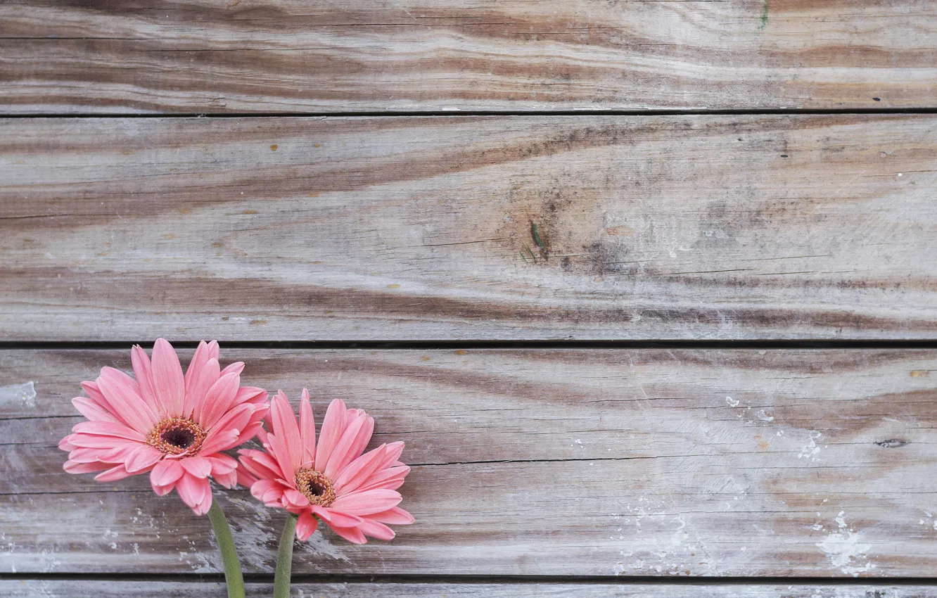 Photo wallpaper flowers, background, pair, gerbera