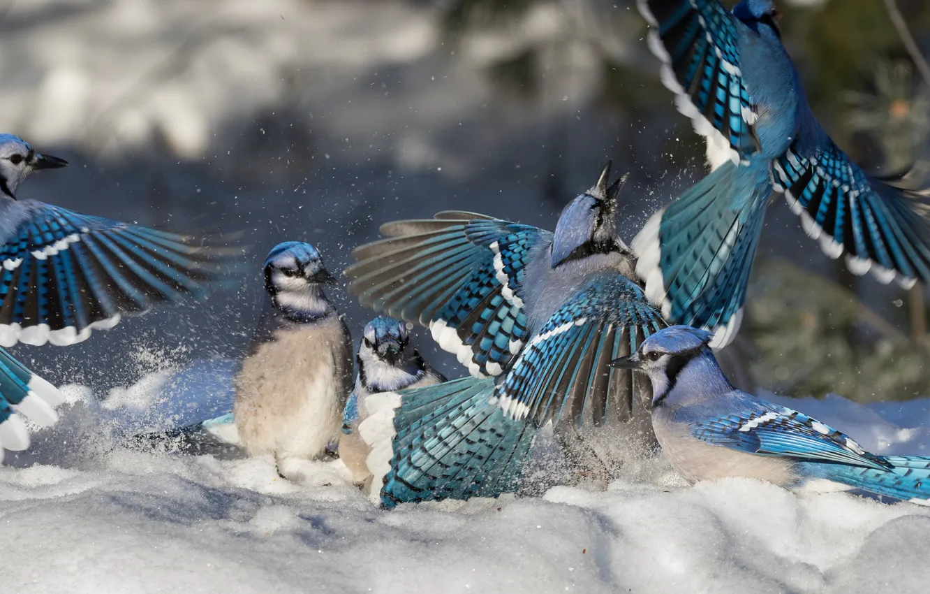 Photo wallpaper winter, snow, bird, showdown, Jay, Blue Jay, rookery