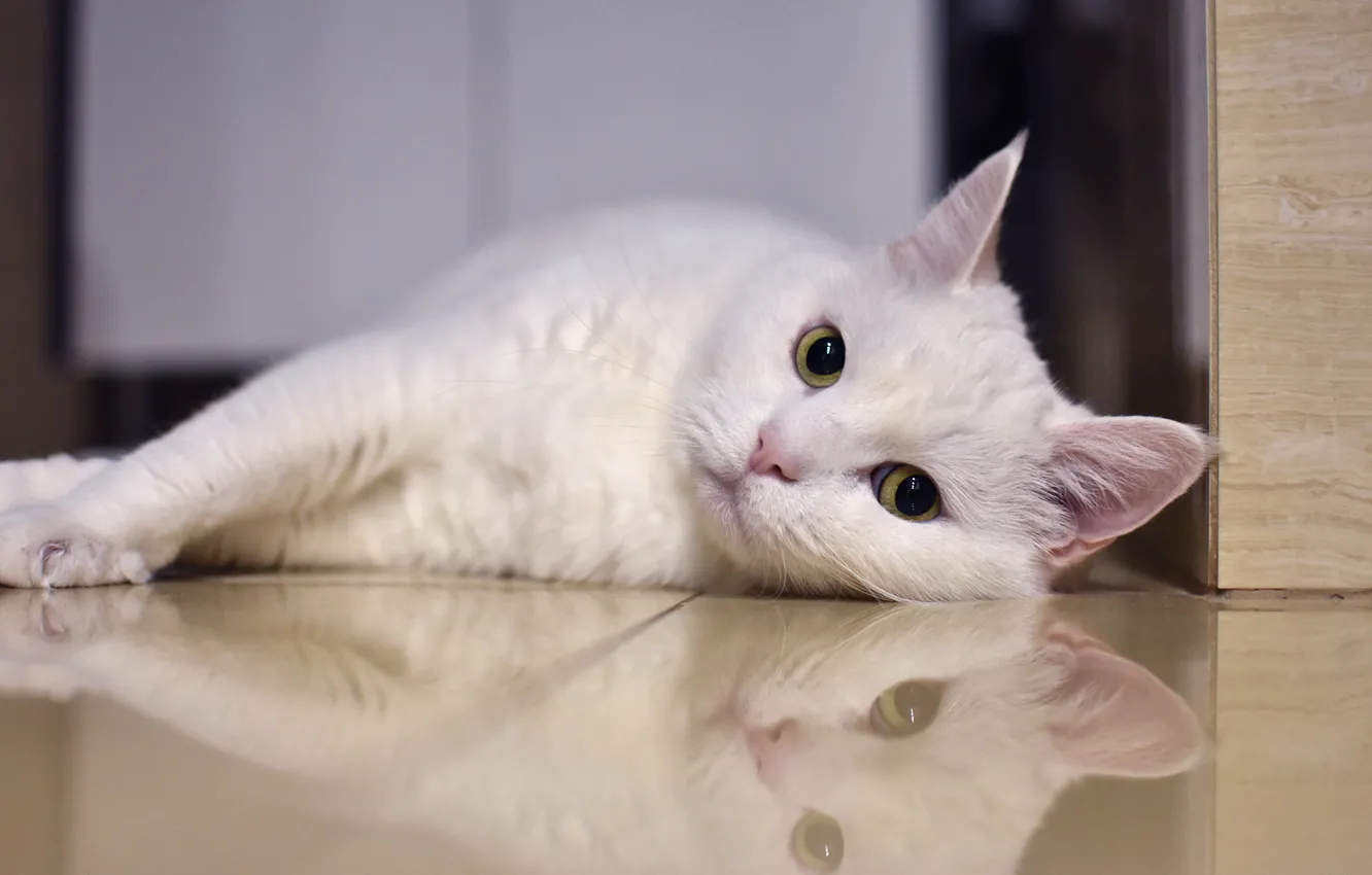 Photo wallpaper cat, white, cat, look, face, pose, reflection, background