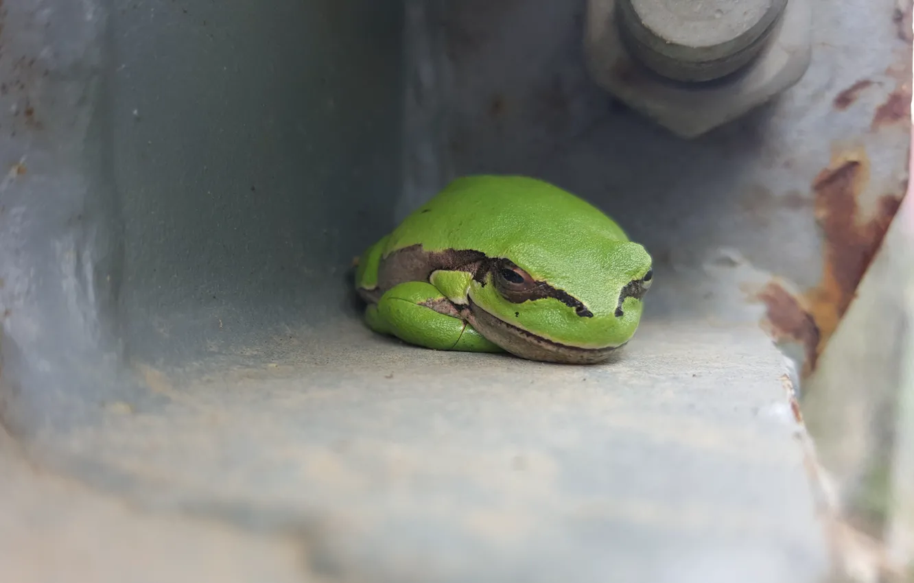 Photo wallpaper frog, treefrog, wood