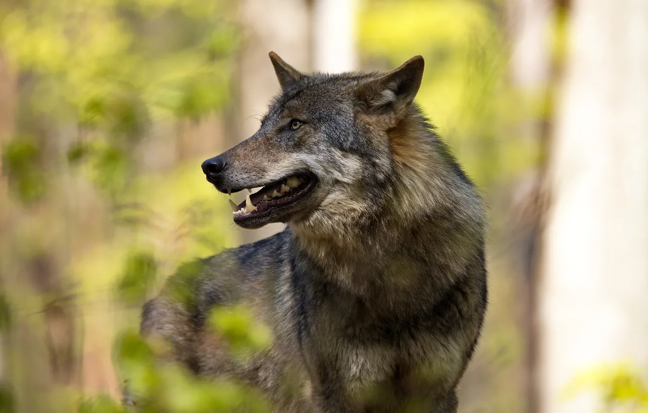 Photo wallpaper Predator, nature, snow, face, animal, wolf, canis lupus, wildlife