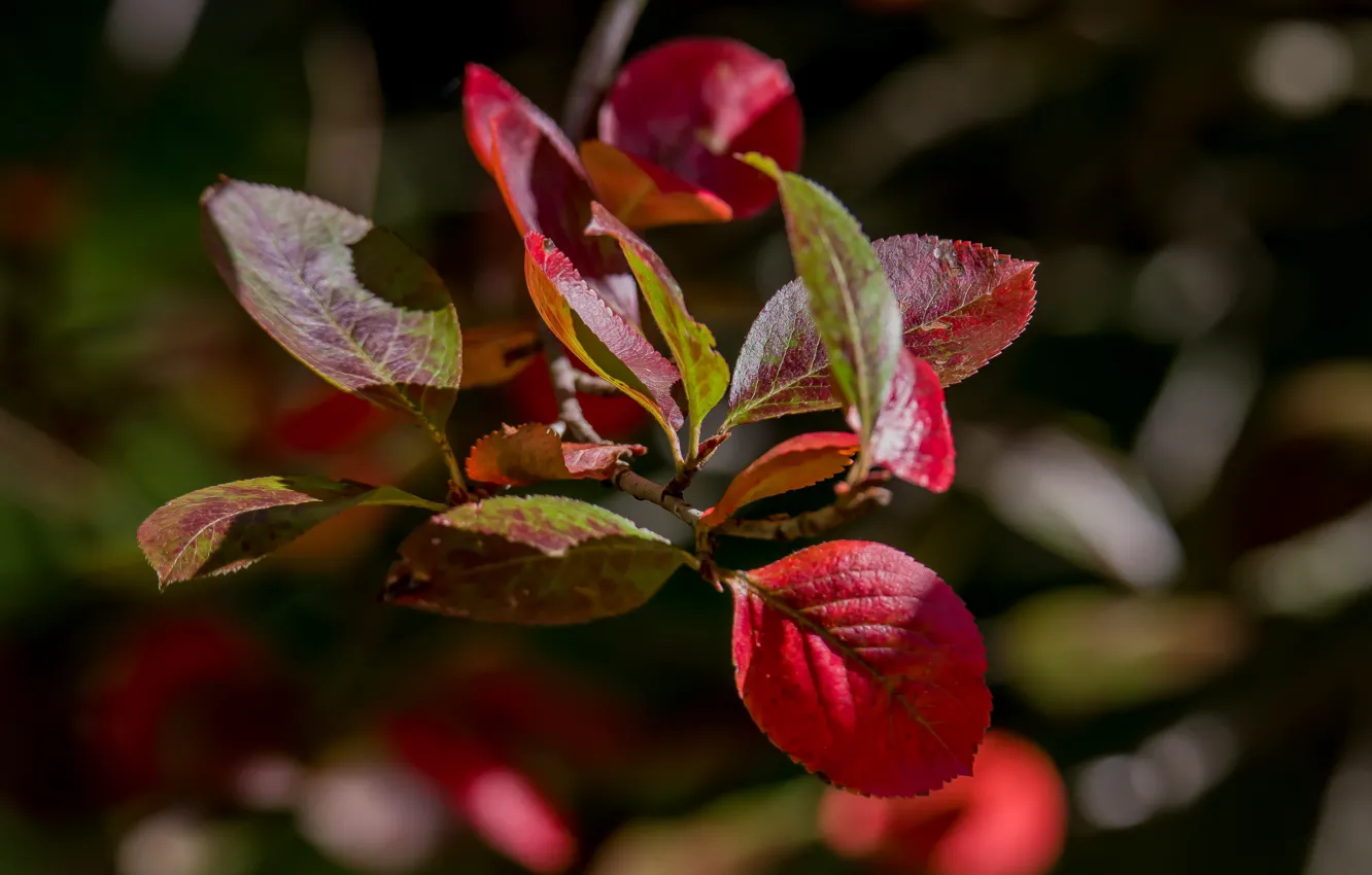 Photo wallpaper nature, autumn, tree, bokeh effect