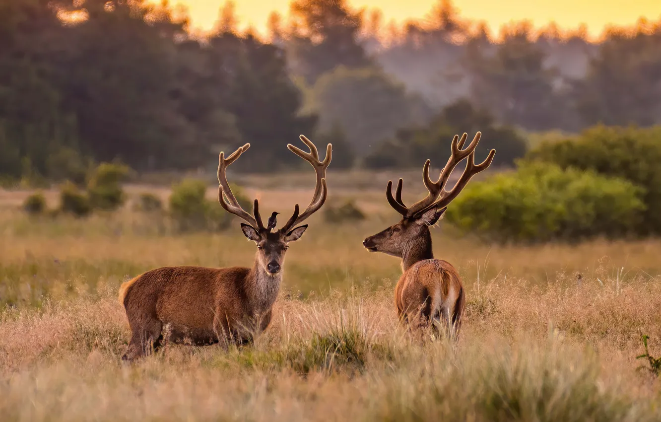 Photo wallpaper field, forest, grass, bird, deer, pair