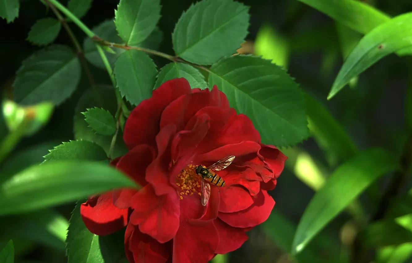 Photo wallpaper flower, leaves, nature, bee, rose, petals, insect