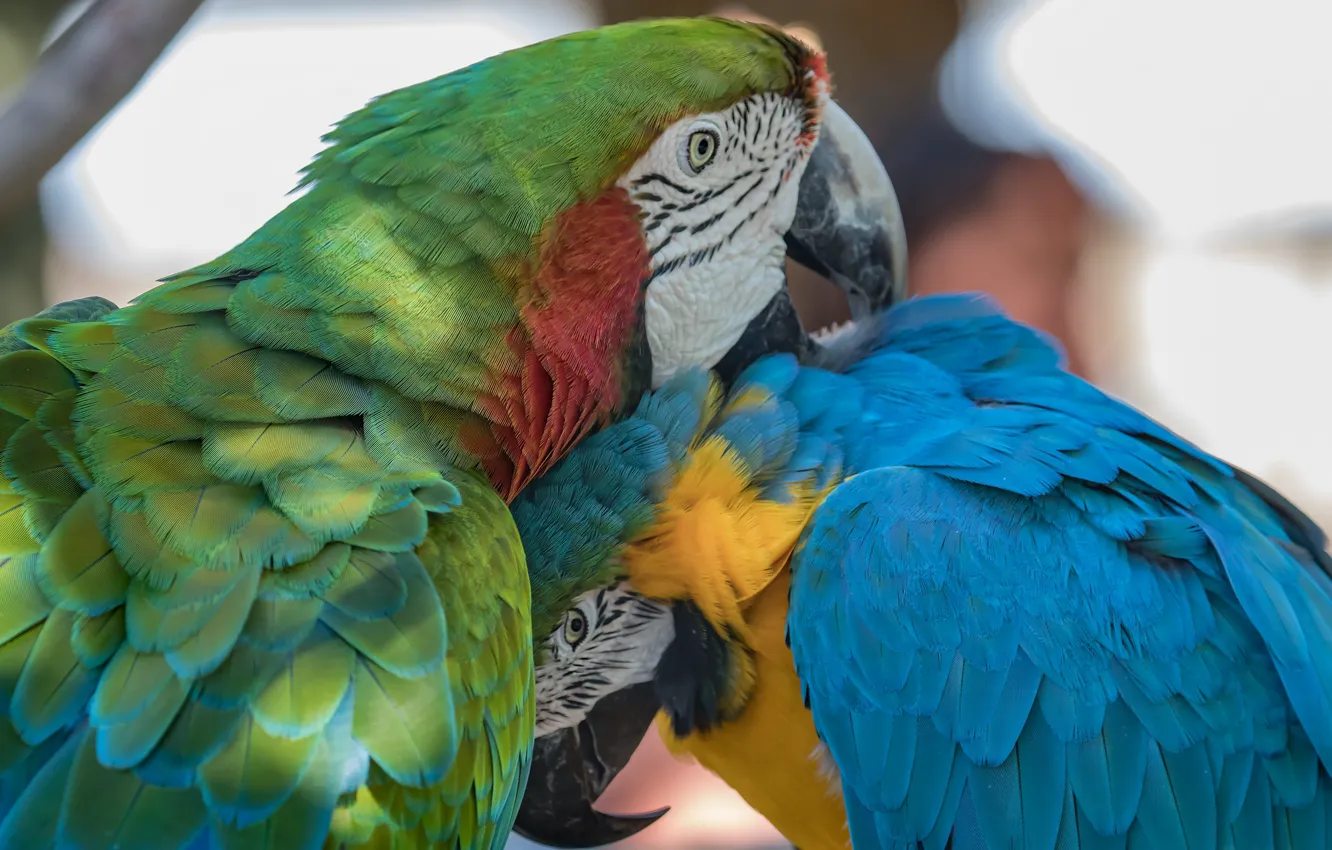 Photo wallpaper pose, bird, two, parrot, pair, Ara