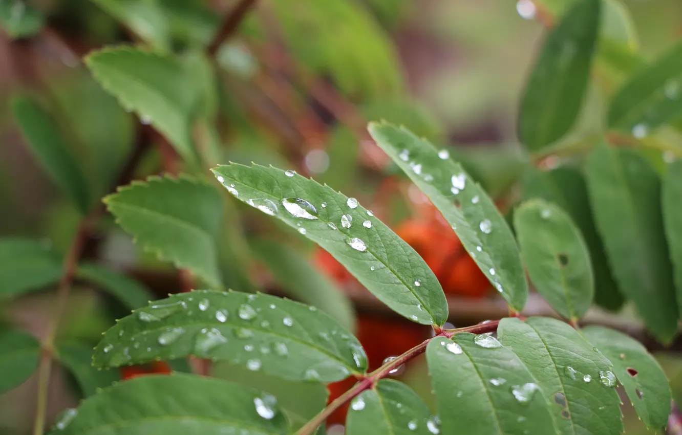Photo wallpaper drops, nature, Rowan