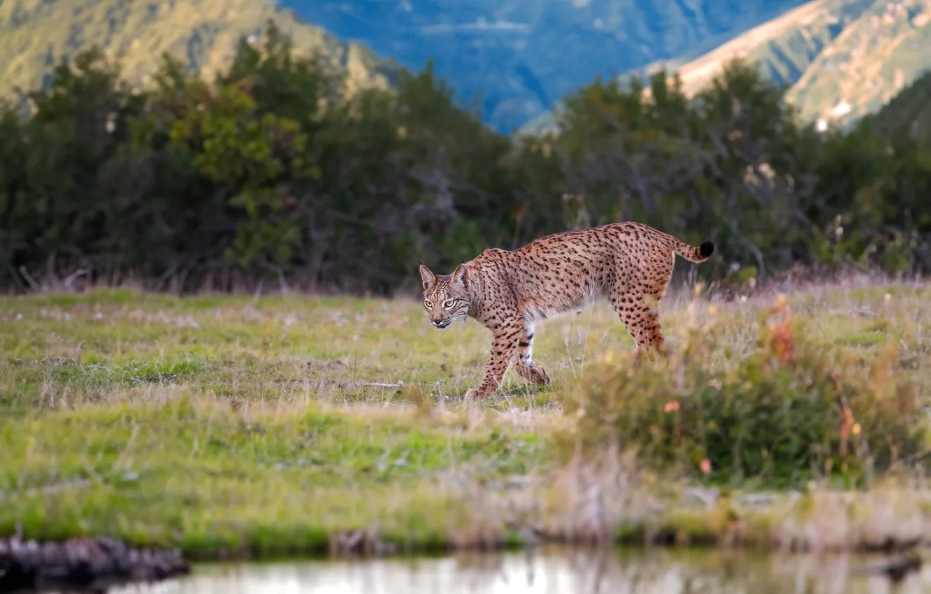 Photo wallpaper nature, walk, lynx