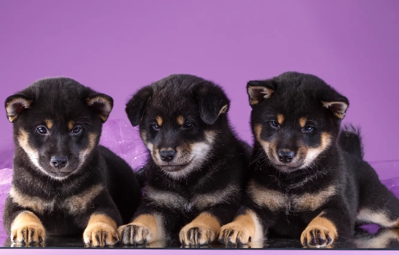 Photo wallpaper puppy, trio, Akita
