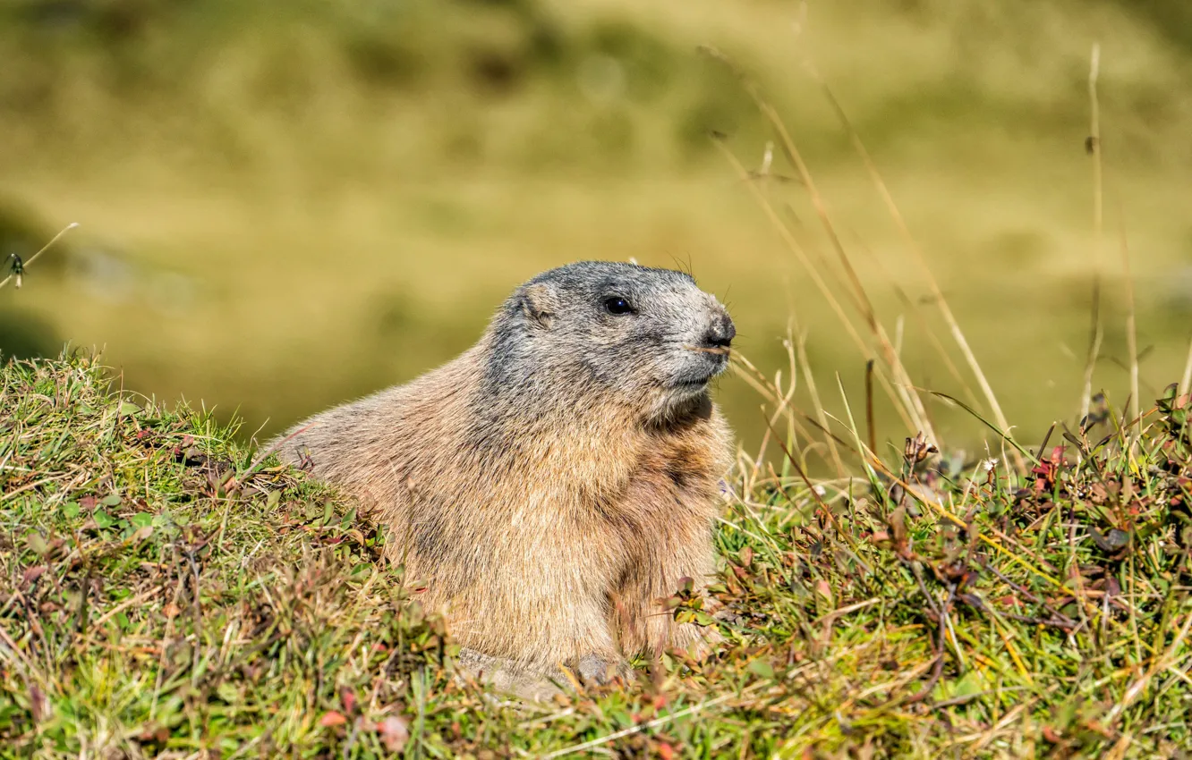 Photo wallpaper grass, nature, background, marmot