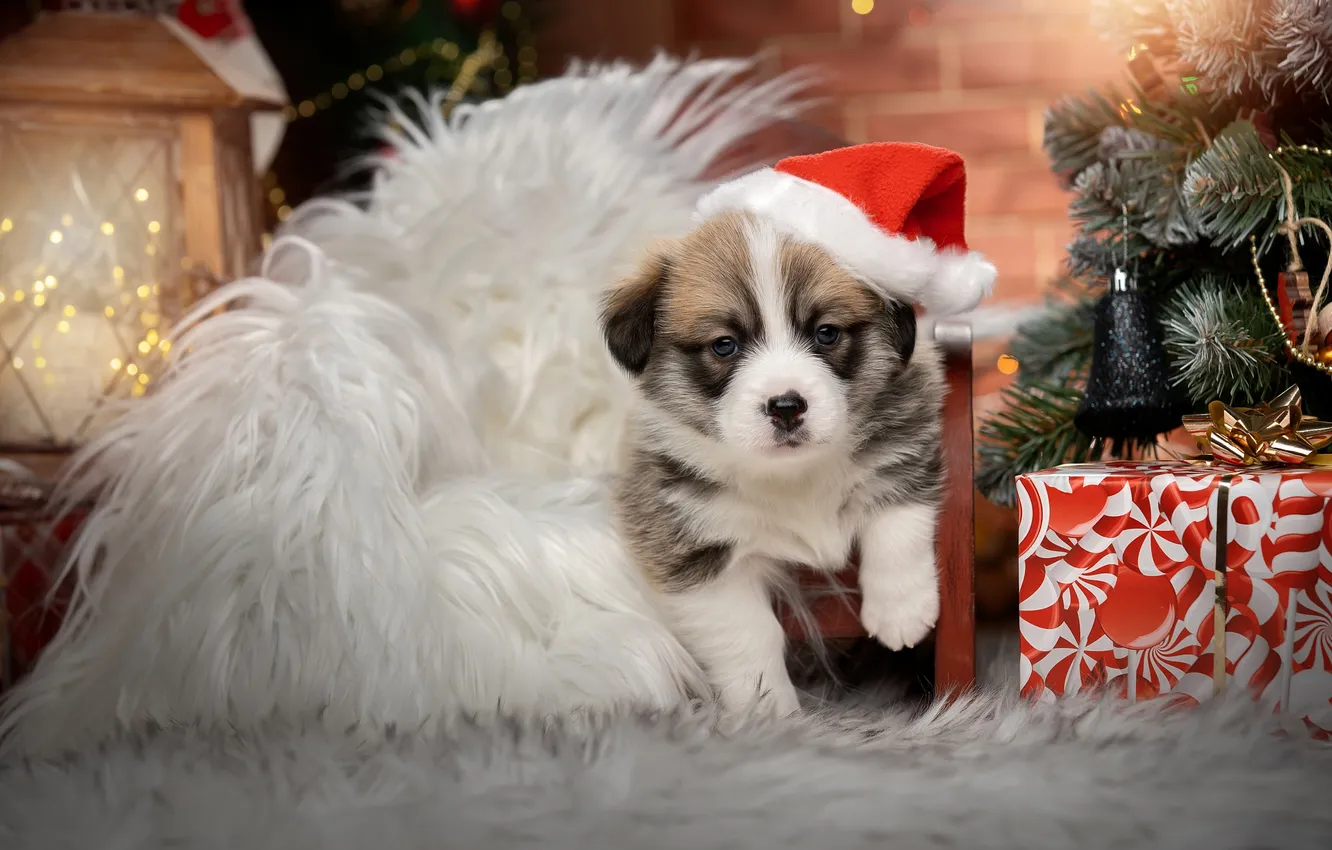 Photo wallpaper gift, tree, new year, dog, baby, puppy, face, cap