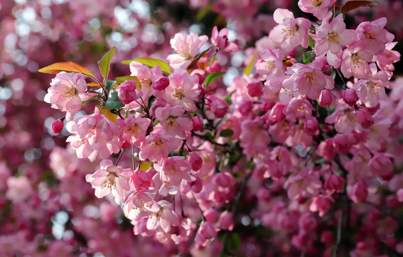 Photo wallpaper branches, spring, Apple, flowering