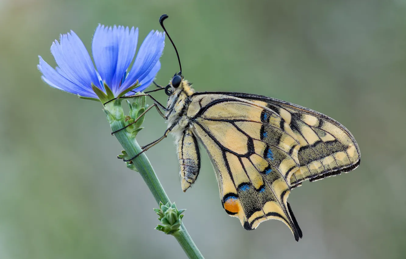 Photo wallpaper flower, butterfly, swallowtail, chicory