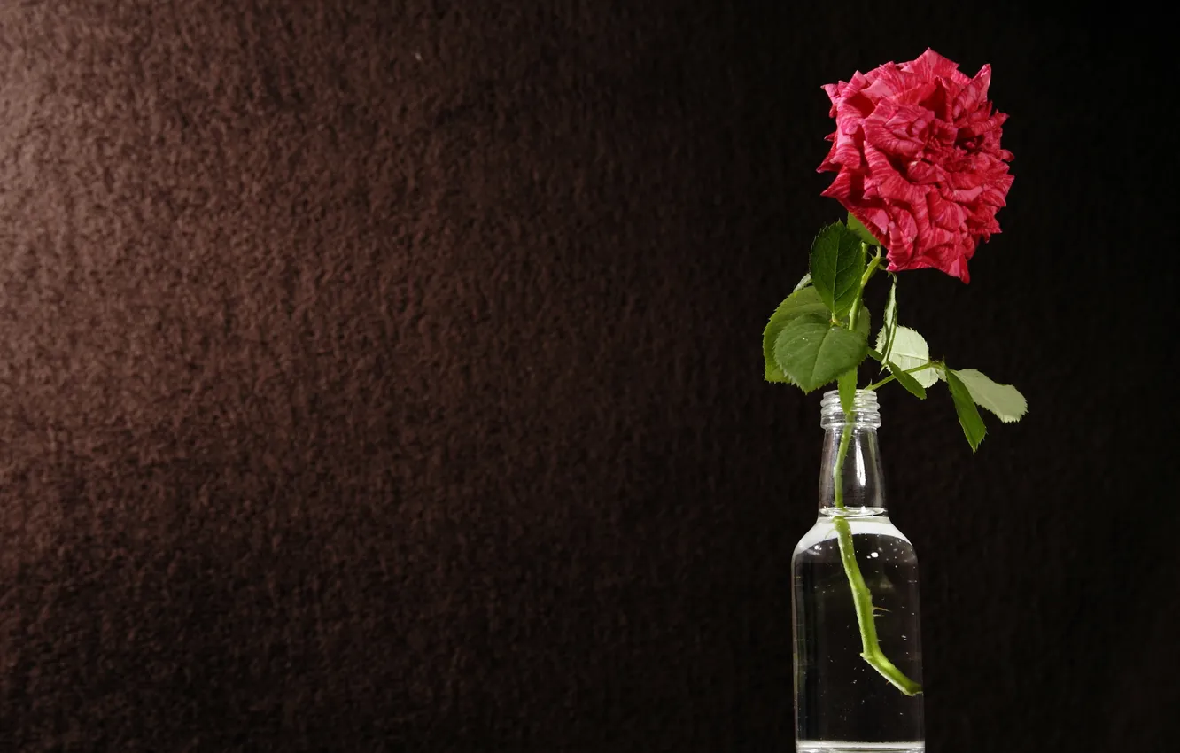 Photo wallpaper flower, background, bottle