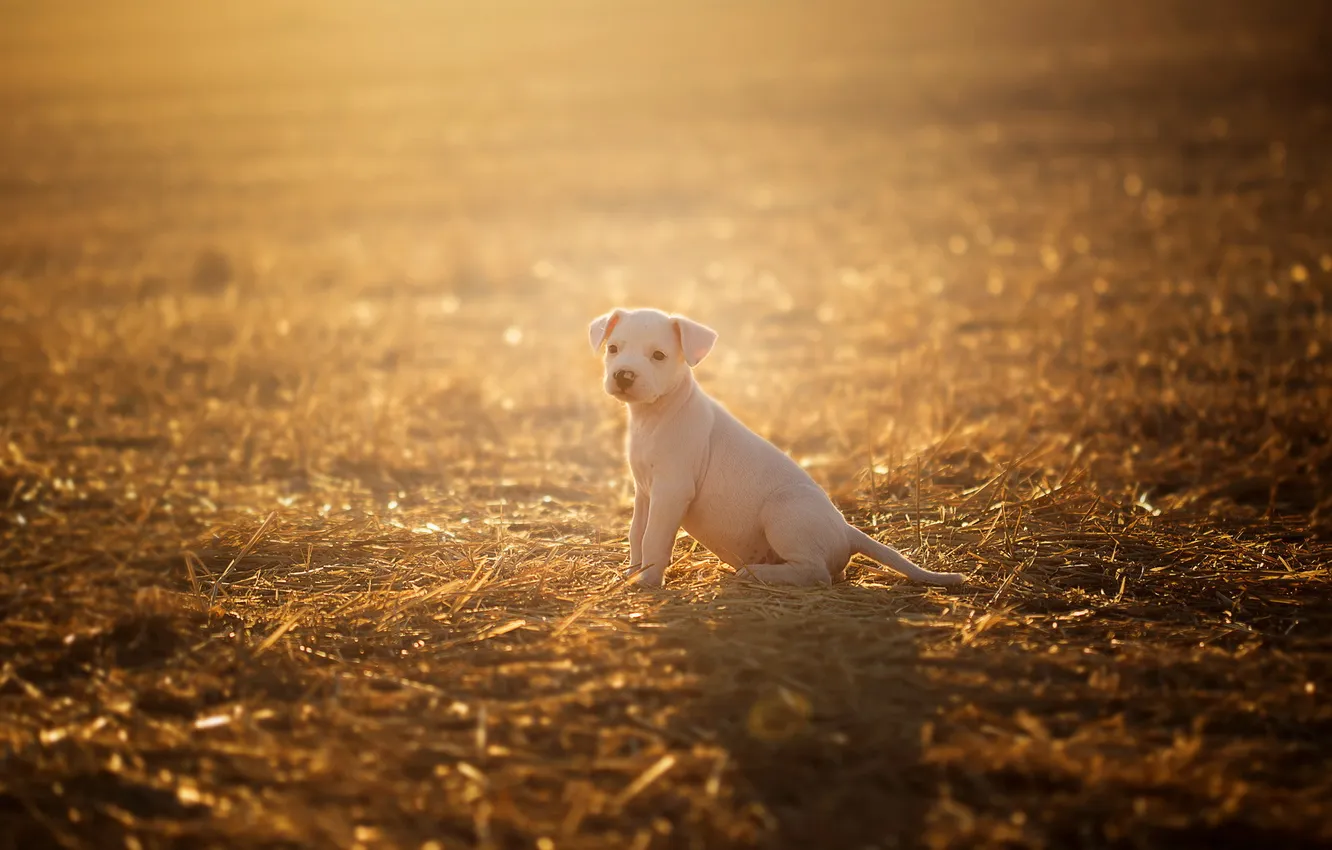Photo wallpaper field, light, dog, puppy
