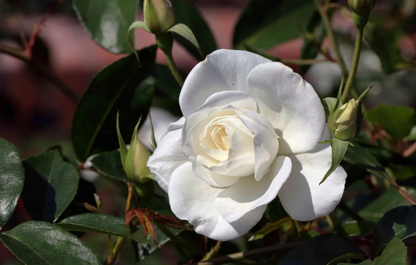 Photo wallpaper rose, petals, buds, white rose