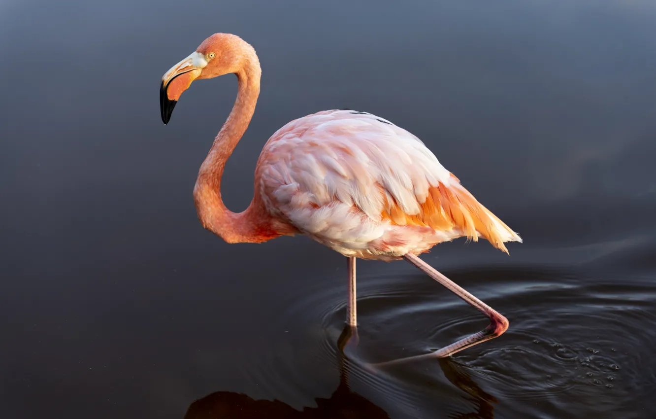 Photo wallpaper bird, animal, wildlife, American flamingo