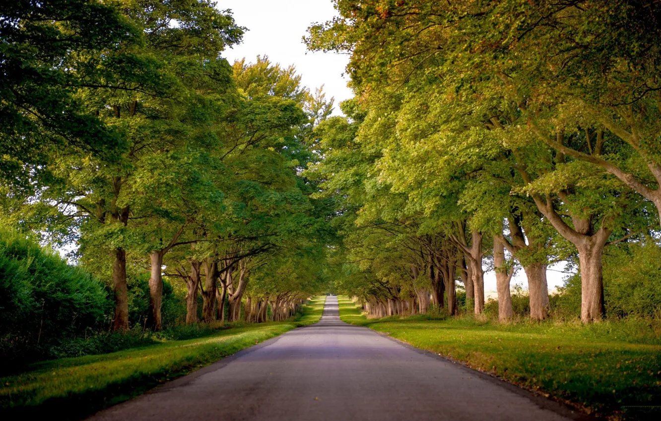 Photo wallpaper road, trees, nature, in a row