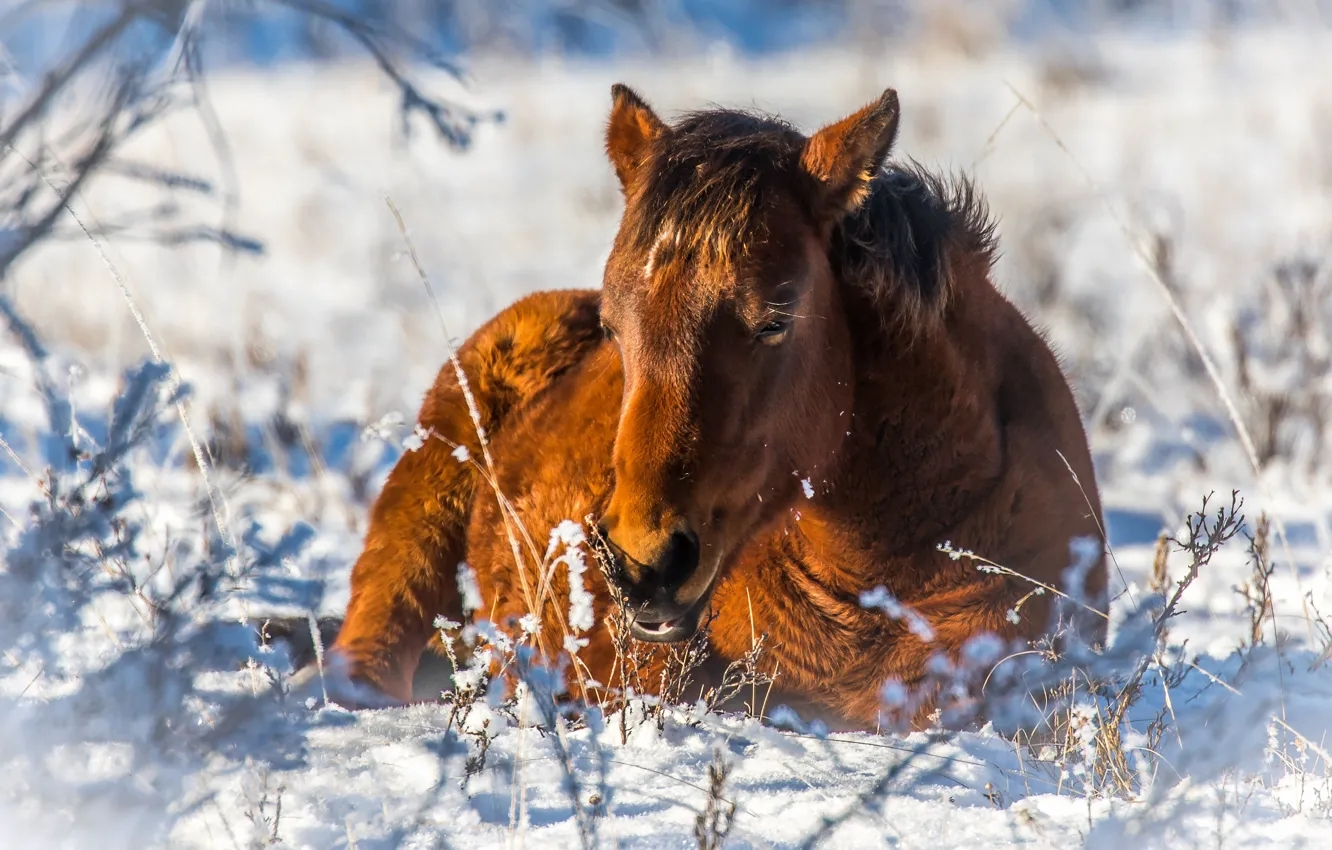 Photo wallpaper winter, face, light, snow, branches, nature, horse, stay