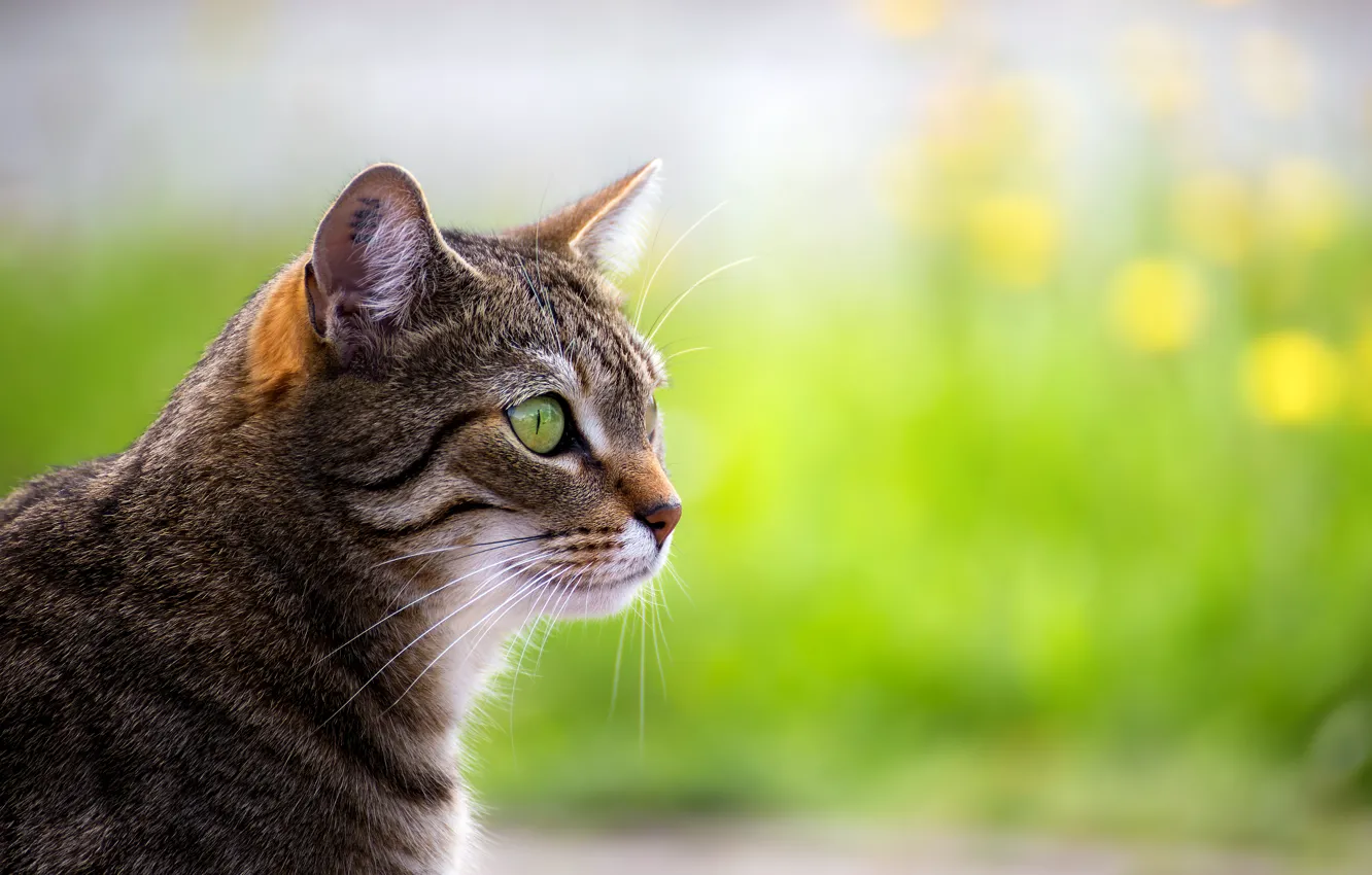 Photo wallpaper cat, look, portrait