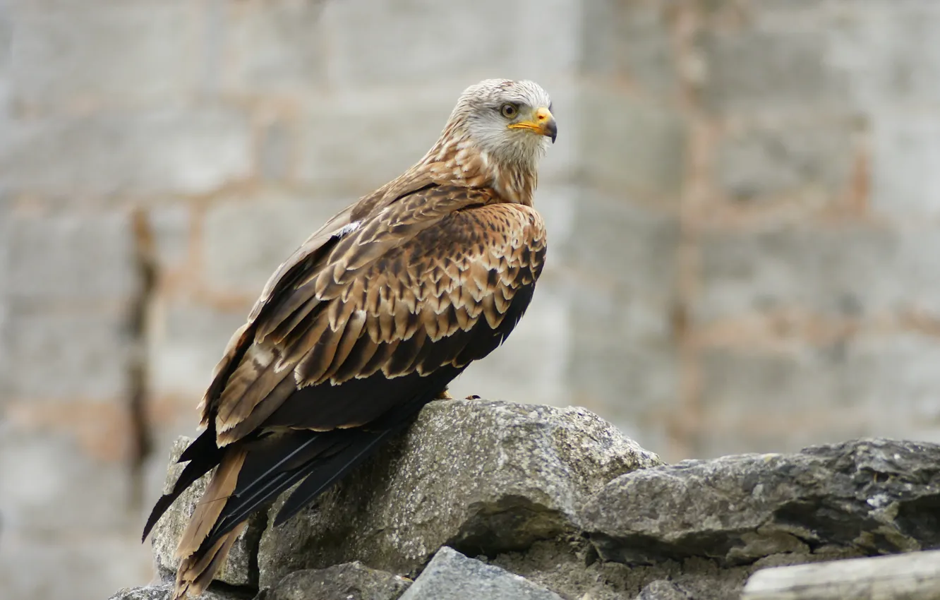 Photo wallpaper look, stones, Belgium, Domaine de Cambron, Pairi Daiza, Brugelette, province of Hainaut (Hainaut), Red Kite)