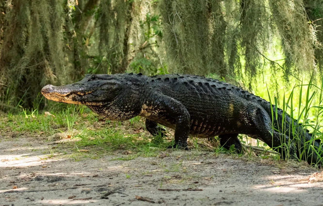 Photo wallpaper nature, shore, crocodile