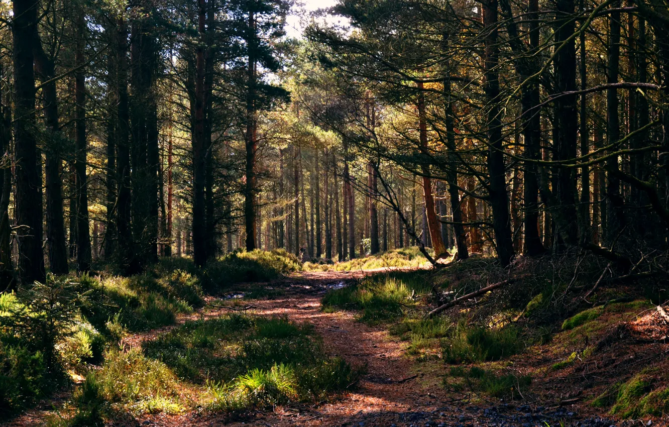 Photo wallpaper forest, grass, track, pine