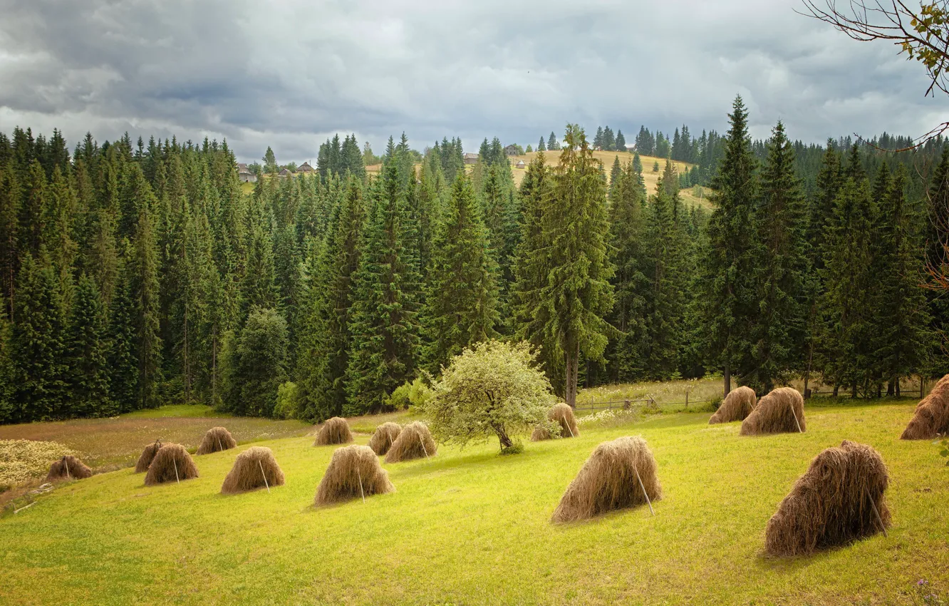 Photo wallpaper field, forest, summer, hay