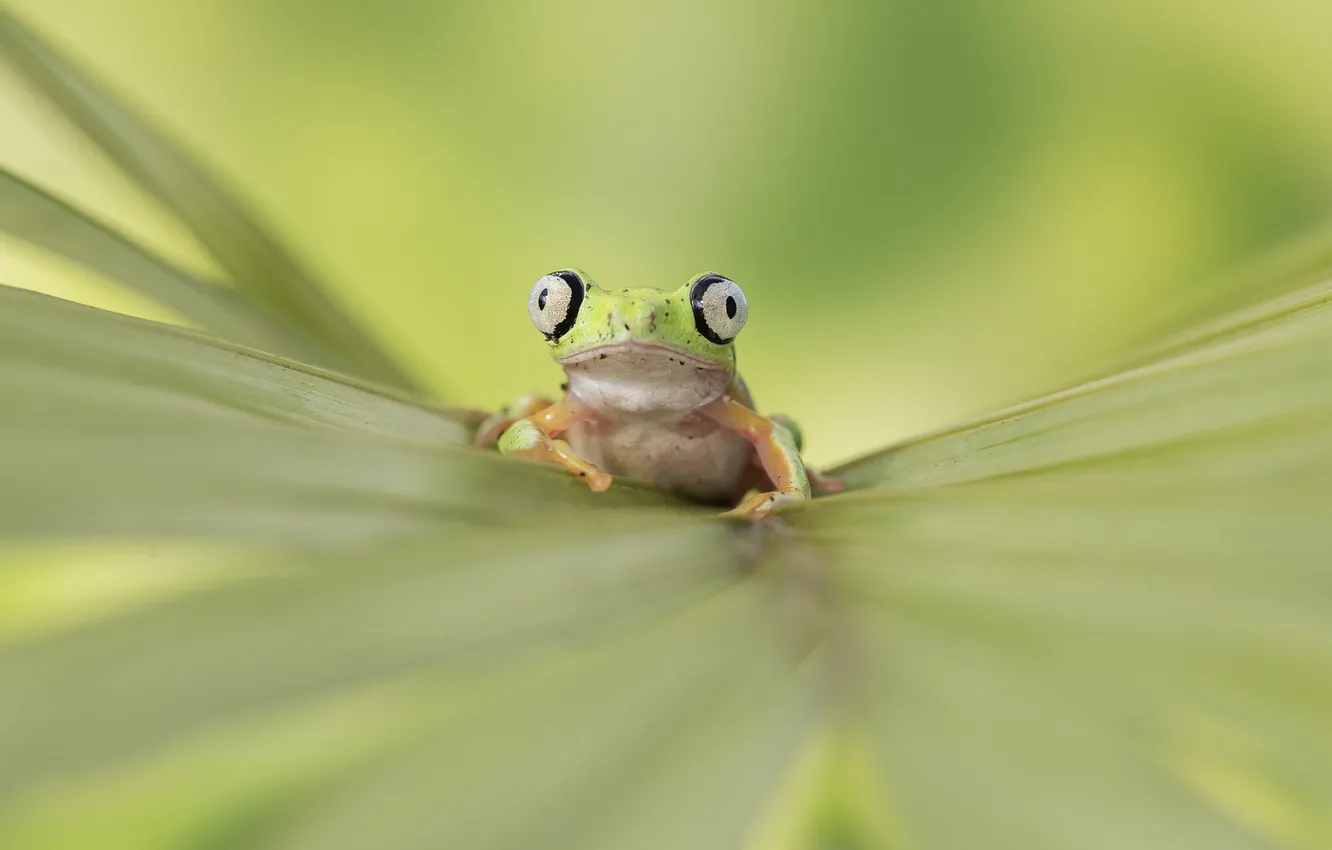 Photo wallpaper look, leaf, frog, bokeh