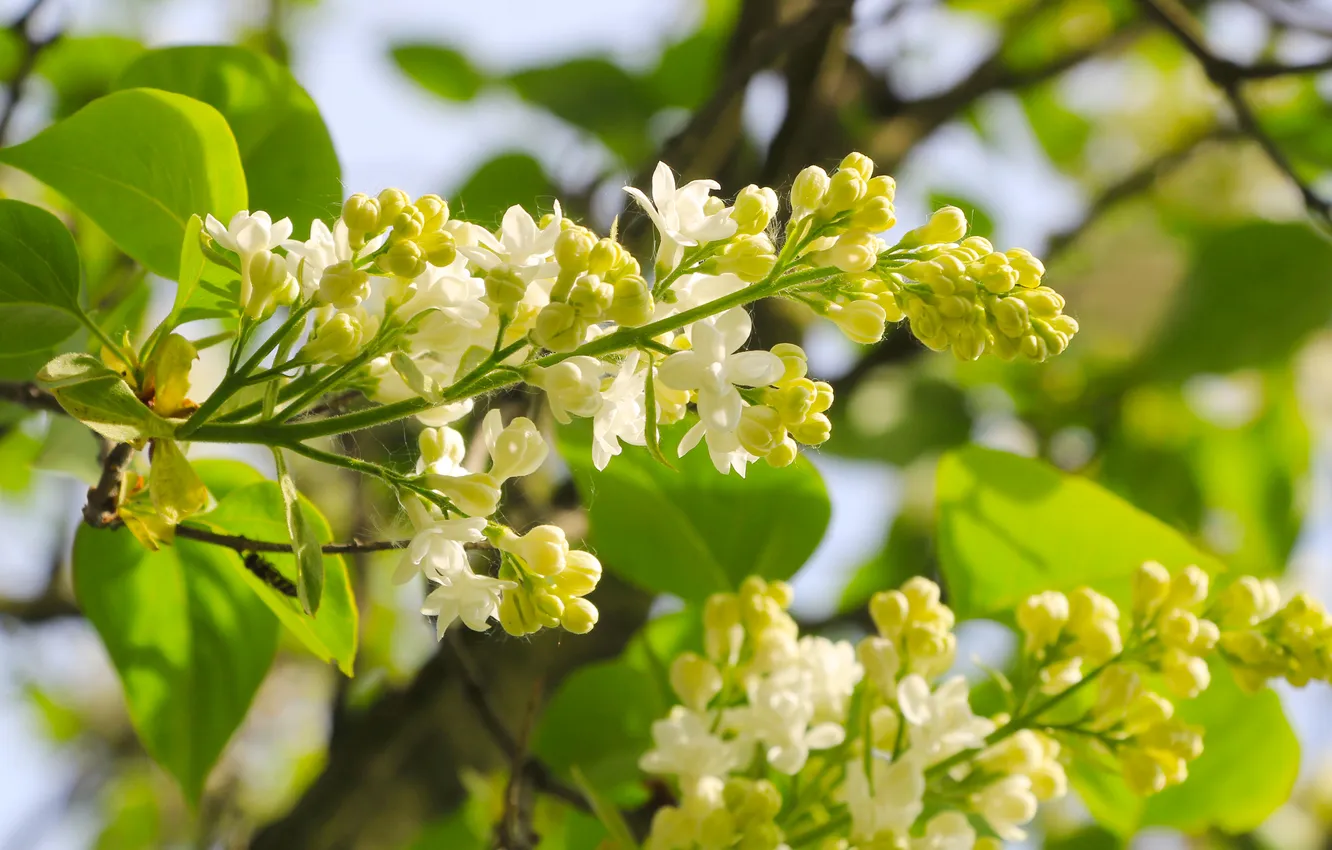 Photo wallpaper white, flower, lilac