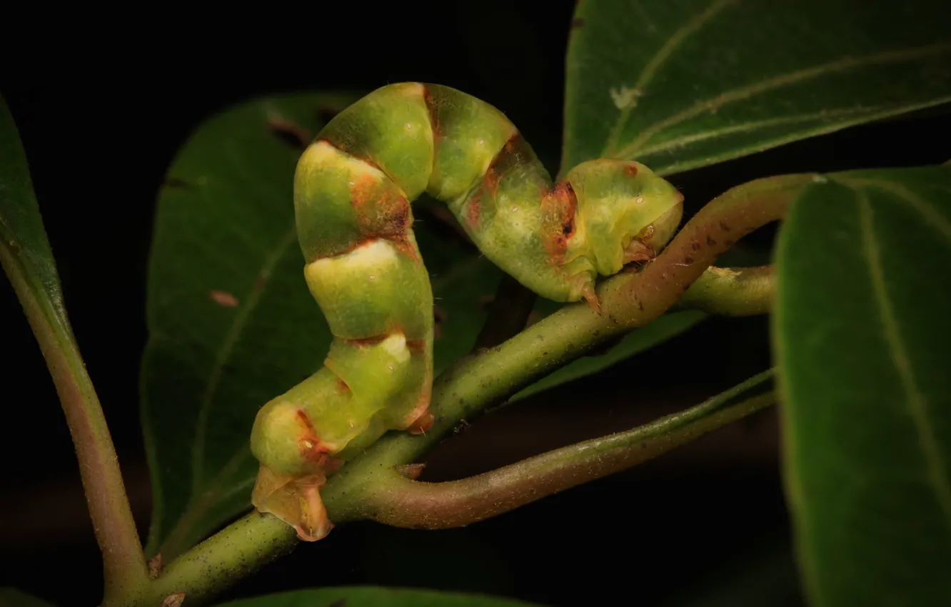 Photo wallpaper leaves, macro, caterpillar
