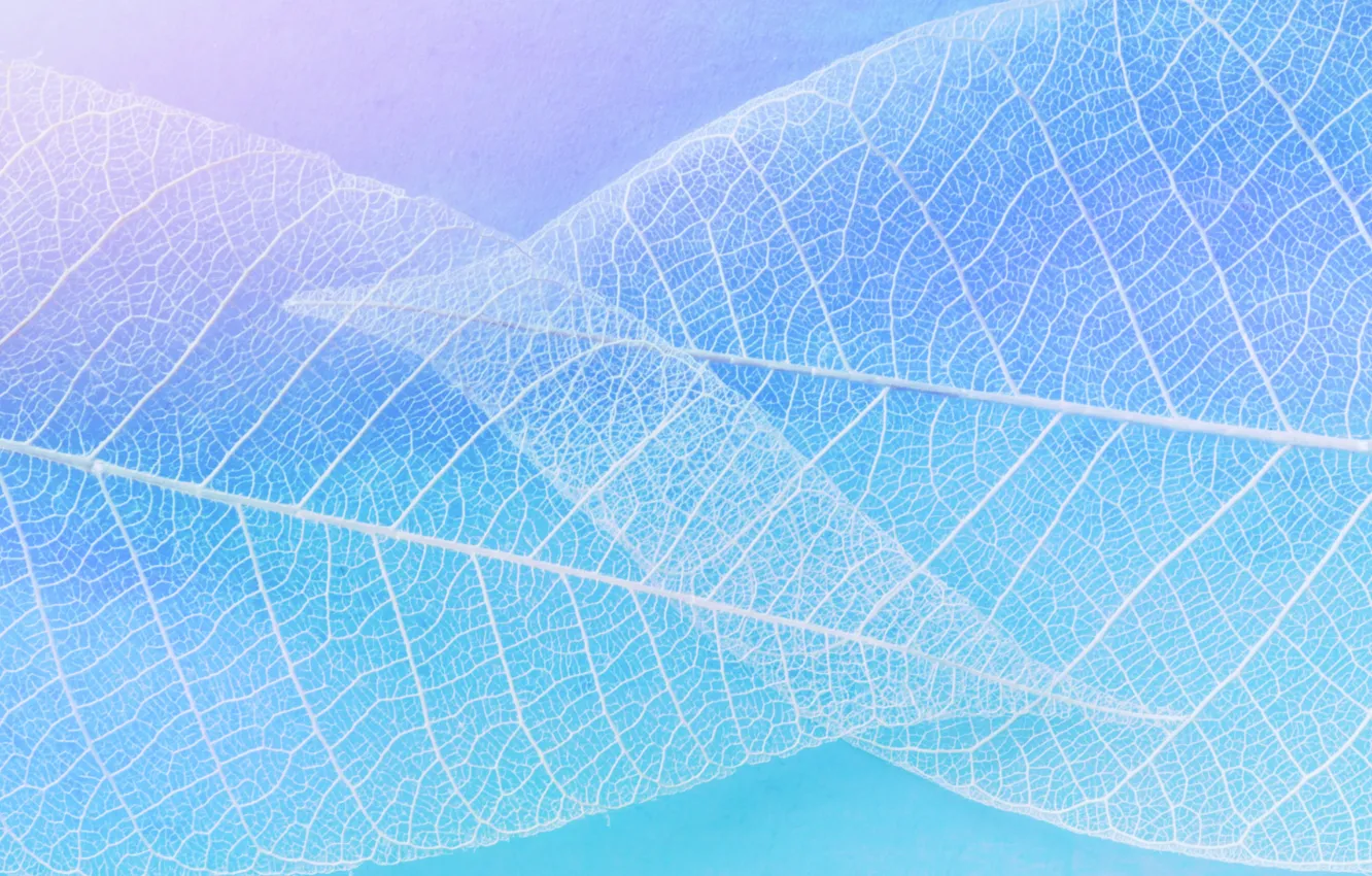 Photo wallpaper leaves, blue, skeleton, veins