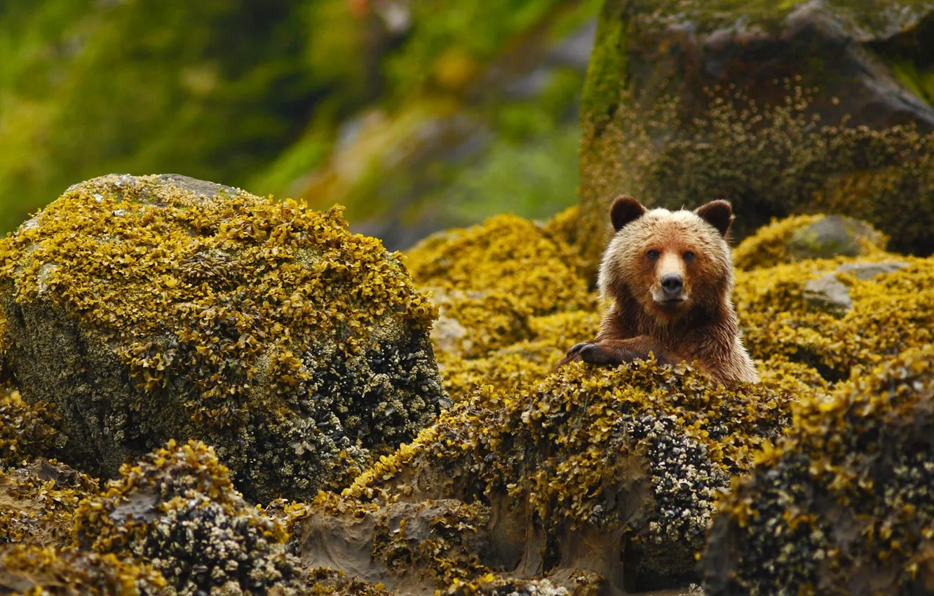 Photo wallpaper stones, bear, Canada, grizzly, British Columbia, reserve, Great Bear Rainforest
