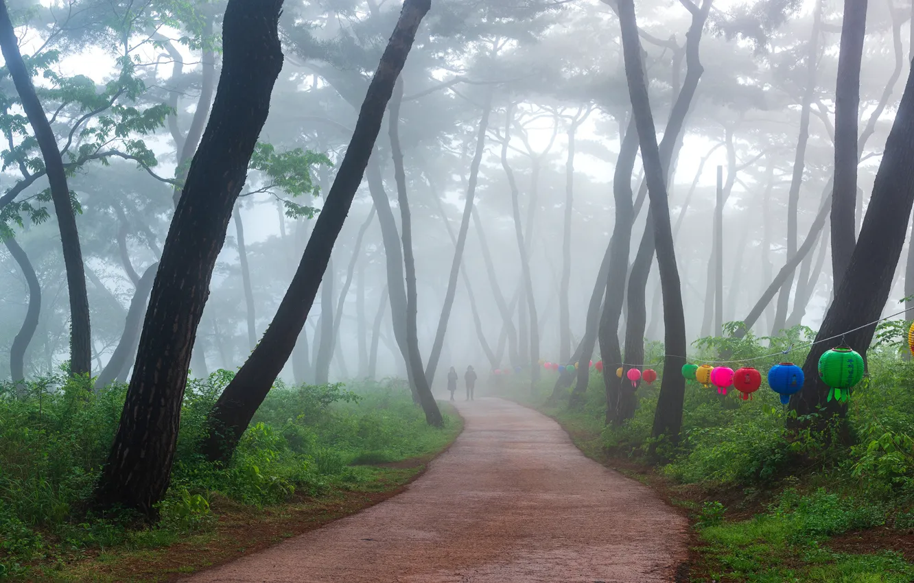 Photo wallpaper trees, fog, Park, trees, park, fog, Ryu Jae-yoon