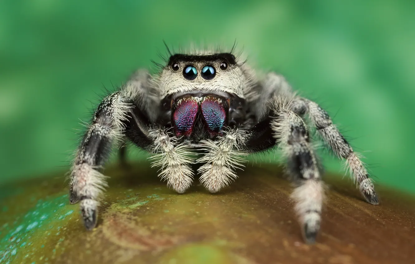 Photo wallpaper eyes, macro, pose, green, background, legs, spider, hairy