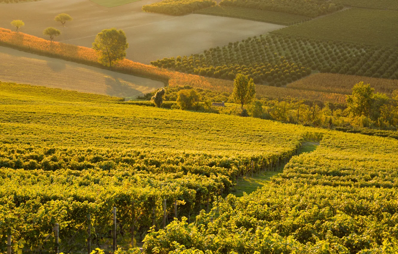 Photo wallpaper Italy, wine, morning, sunrise, dawn, Piemonte, red wine, vineyards
