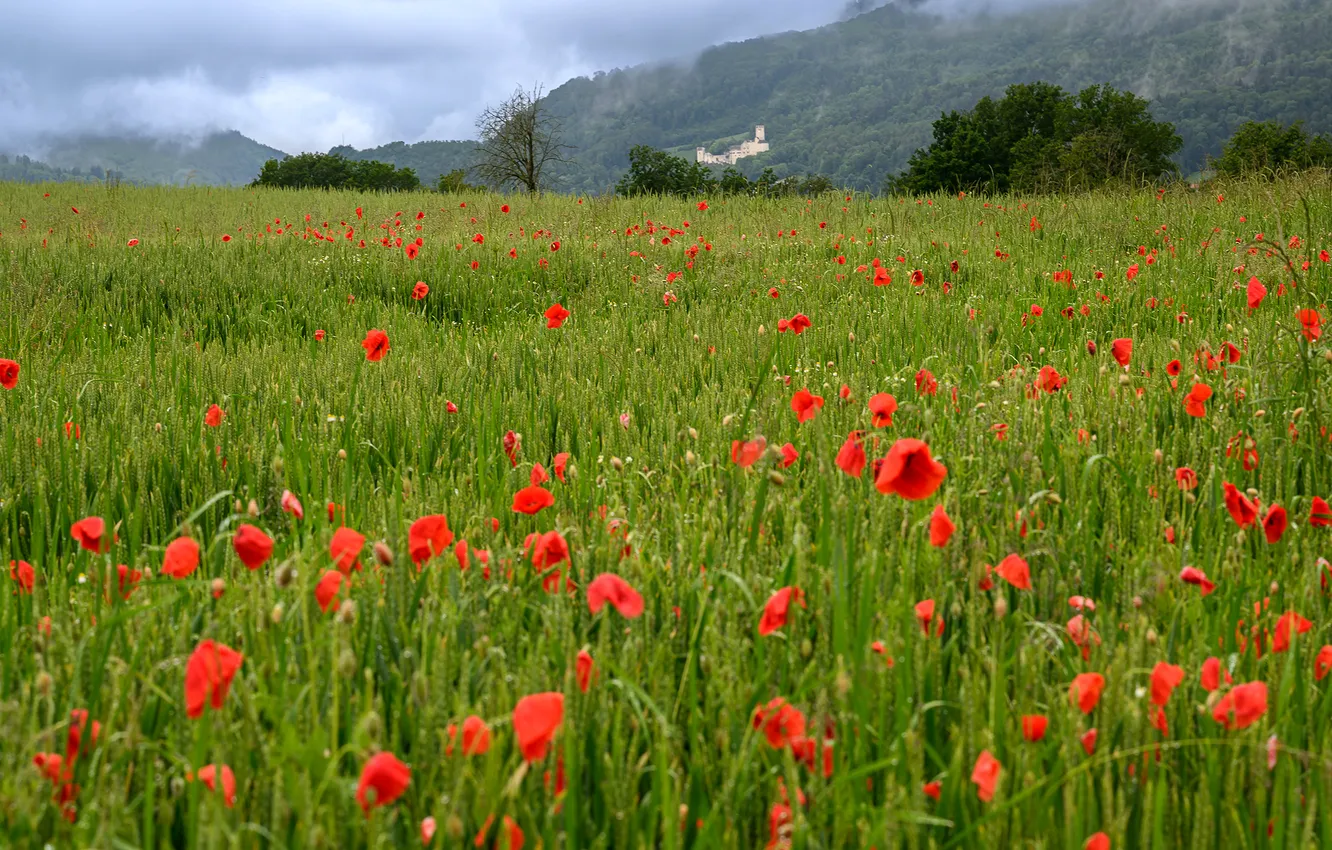 Photo wallpaper greens, field, summer, the sky, trees, landscape, flowers, mountains