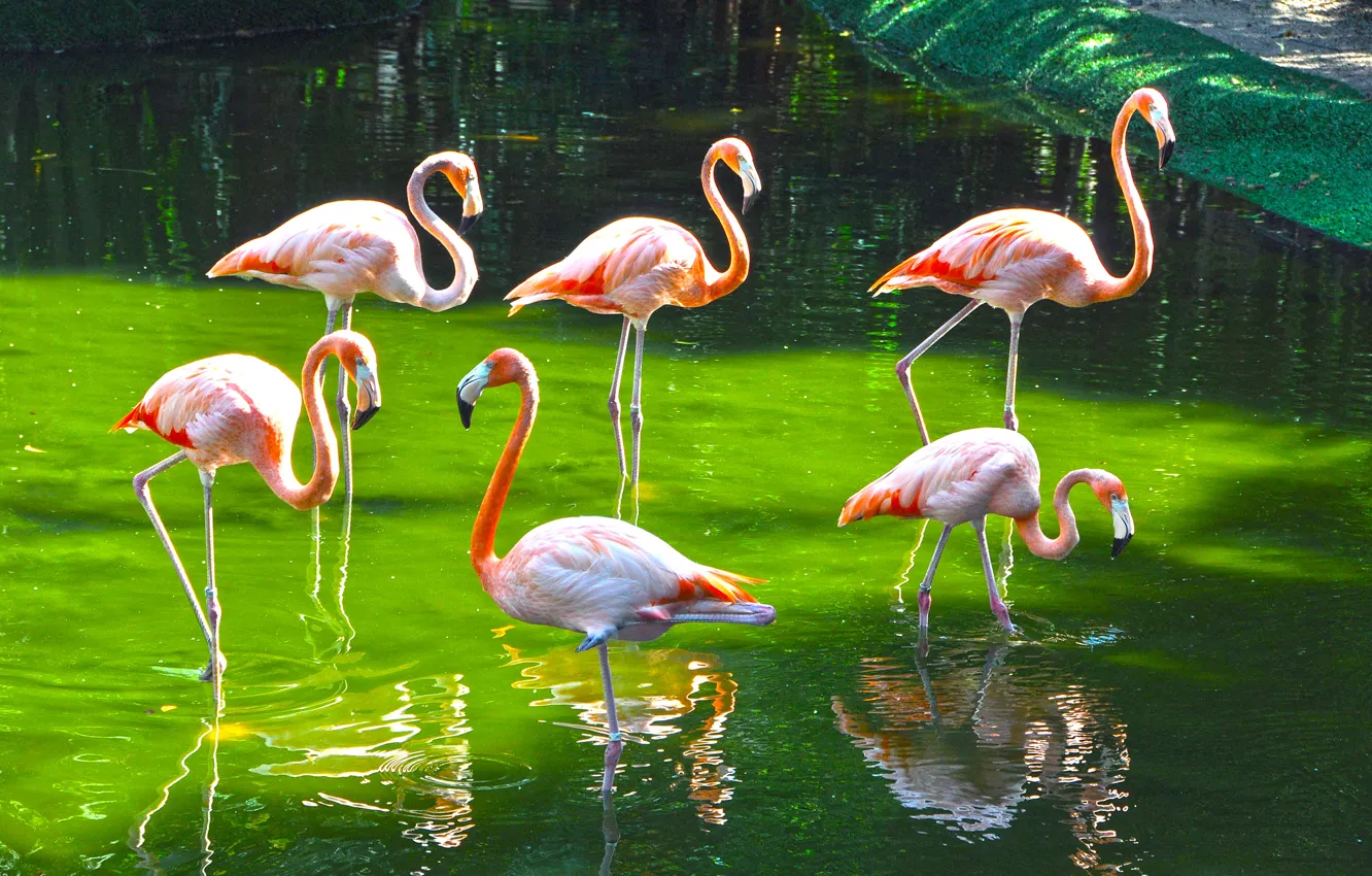 Photo wallpaper birds, paint, Flamingo, zoo