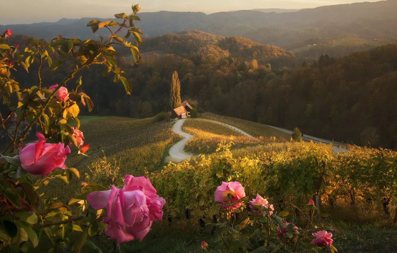 Photo wallpaper landscape, roses, hill, path