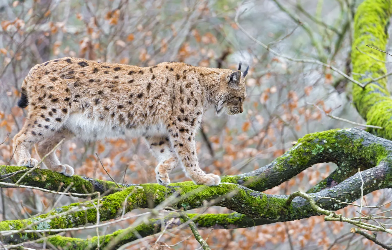 Photo wallpaper cat, tree, moss, branch, lynx, ©Tambako The Jaguar