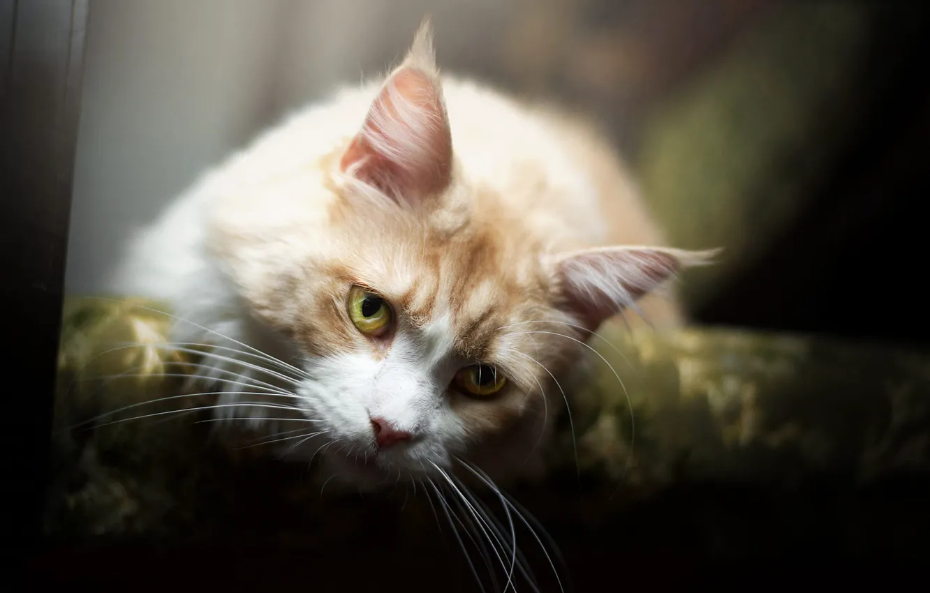 Photo wallpaper muzzle, ears, red cat, moustaches